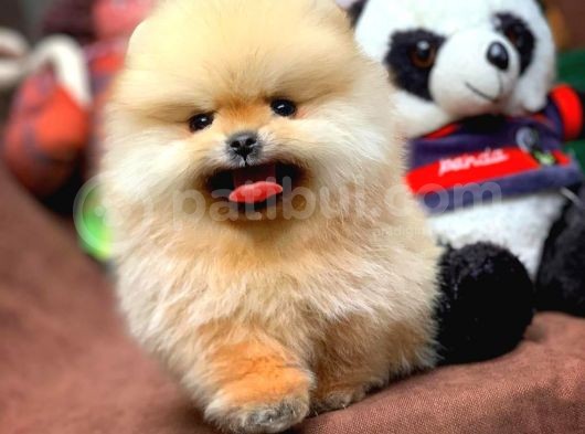 Birbirinden Güzel Sıfır Burun Teddyface Pomeranian Boo görsel