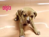 Bully Mix