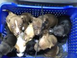 Bully Mix