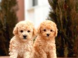 Mi̇ni̇ Toy Poodle Bebekler