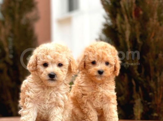 Mi̇ni̇ Toy Poodle Bebekler görsel