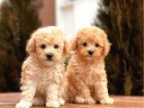 Mi̇ni̇ Toy Poodle Bebekler