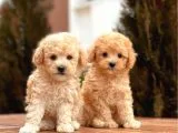 Mi̇ni̇ Toy Poodle Bebekler