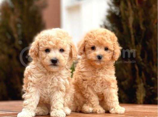 Mi̇ni̇ Toy Poodle Bebekler görsel