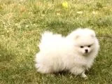 Muhteşem Güzellikte Safkan Kar Beyaz Pomeranian Boo