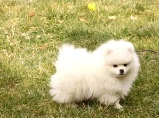 Muhteşem Güzellikte Safkan Kar Beyaz Pomeranian Boo