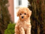 Mi̇ni̇ Toy Poodle Bebekler