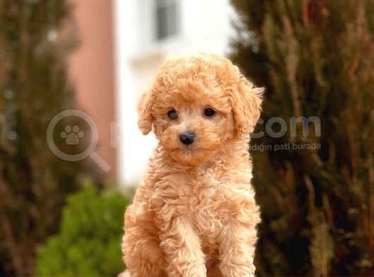 Mi̇ni̇ Toy Poodle Bebekler görsel
