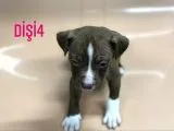 Bully Mix
