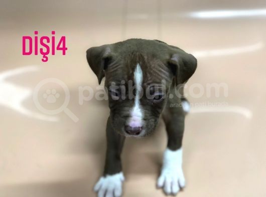 Bully Mix görsel