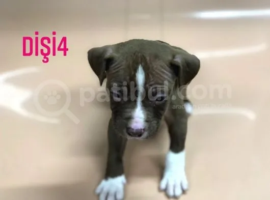 Bully Mix