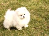 Muhteşem Güzellikte Safkan Kar Beyaz Pomeranian Boo