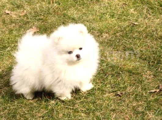 Muhteşem Güzellikte Safkan Kar Beyaz Pomeranian Boo görsel