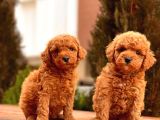 Red Toy Poodle Bebekler