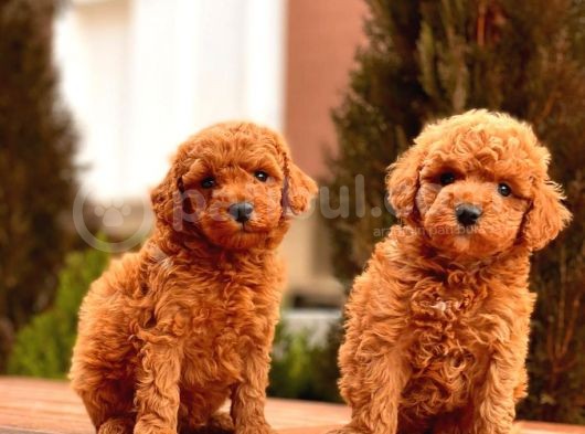Red Toy Poodle Bebekler görsel