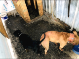 Bully Mix