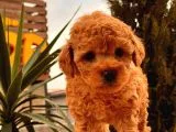 Toy Poodle Bebekler