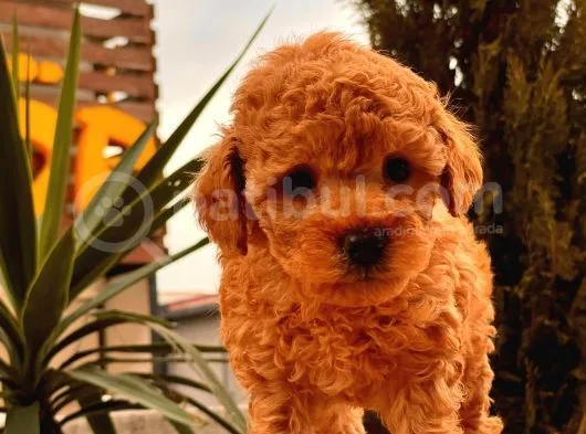 Toy Poodle Bebekler