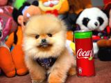 Birbirinden Güzel Sıfır Burun Teddyface Pomeranian Boo