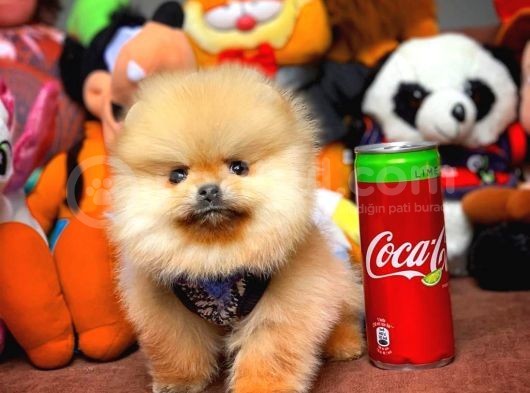Birbirinden Güzel Sıfır Burun Teddyface Pomeranian Boo görsel