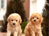 Mi̇ni̇ Toy Poodle Bebekler
