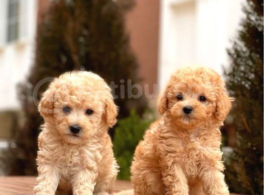 Mi̇ni̇ Toy Poodle Bebekler görsel