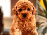Toy Poodle Bebekler