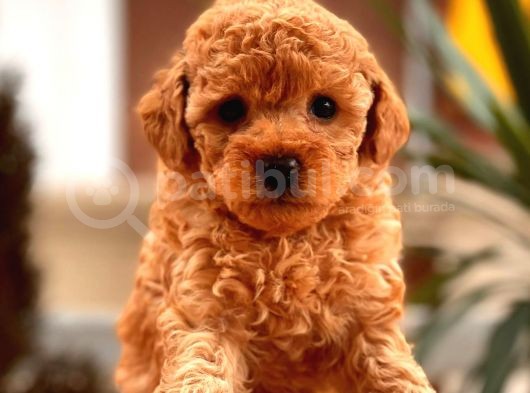 Toy Poodle Bebekler görsel