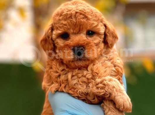 Toy Poodle Bebekler görsel