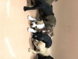 Bully Mix