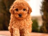 Toy Poodle Bebekler