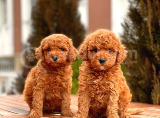 Red Toy Poodle Bebekler görsel