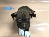 Bully Mix