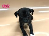Bully Mix