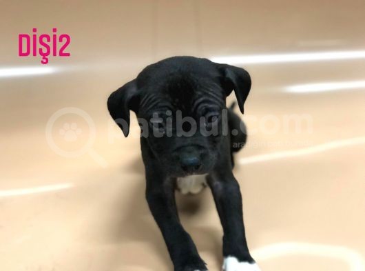 Bully Mix görsel