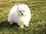 Muhteşem Güzellikte Safkan Kar Beyaz Pomeranian Boo