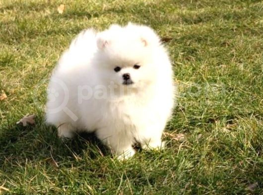 Muhteşem Güzellikte Safkan Kar Beyaz Pomeranian Boo görsel