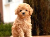 Mi̇ni̇ Toy Poodle Bebekler