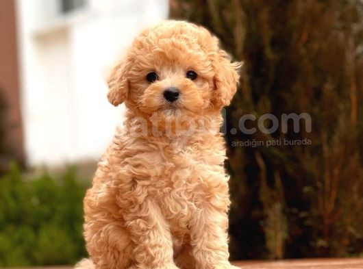 Mi̇ni̇ Toy Poodle Bebekler görsel