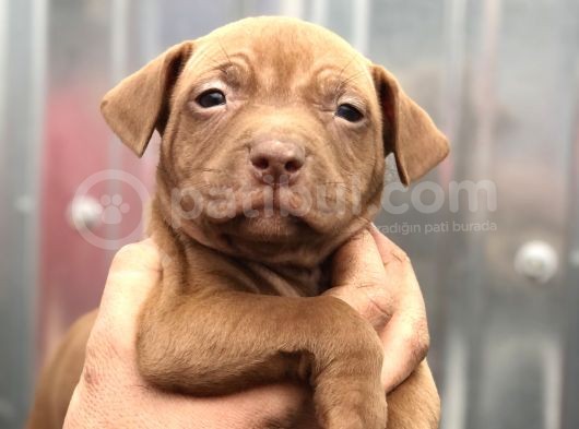 Bully Mix görsel