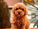 Red Toy Poodle Bebekler