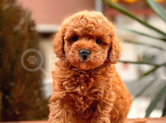 Red Toy Poodle Bebekler görsel