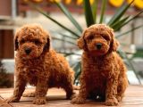 Red Toy Poodle Bebekler