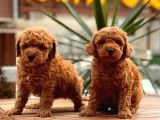 Red Toy Poodle Bebekler