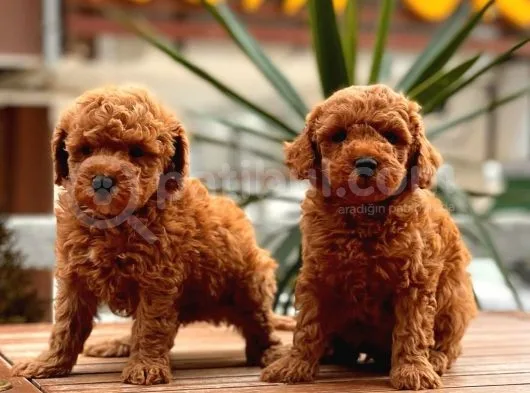 Red Toy Poodle Bebekler