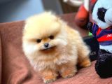 Birbirinden Güzel Sıfır Burun Teddyface Pomeranian Boo