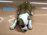 Bully Mix