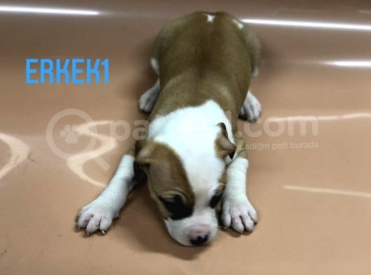 Bully Mix görsel