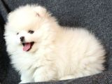 Muhteşem Güzellikte Safkan Kar Beyaz Pomeranian Boo
