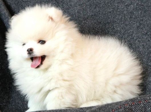 Muhteşem Güzellikte Safkan Kar Beyaz Pomeranian Boo görsel
